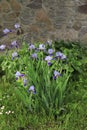 Beautiful blue irises in a spring garden Royalty Free Stock Photo