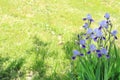 Beautiful blue irises in a spring garden Royalty Free Stock Photo
