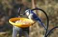 A beautiful blue jay eating seeds on the bird feeders Royalty Free Stock Photo