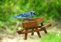 A blue jay eating seeds on the wooden picnic table bird feeder Royalty Free Stock Photo