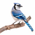 A beautiful blue jay with its striking blue and white feathers, perched on a branch, isolated on Royalty Free Stock Photo
