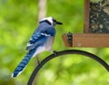 Beautiful blue jay perched on bird feeder