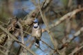 Beautiful blue jay perched on a branch Royalty Free Stock Photo