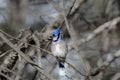 Beautiful blue jay perched on a branch Royalty Free Stock Photo