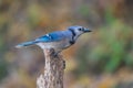 Beautiful Blue Jay Perched on Branch Royalty Free Stock Photo