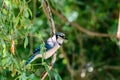 Blue Jay Resting on a Tree Limb Royalty Free Stock Photo