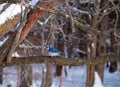 Beautiful blue jay in winter in Missouri. Royalty Free Stock Photo