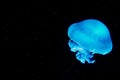 Beautiful blue jellyfish isolated on night starry sky background Royalty Free Stock Photo