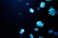 Beautiful blue jellyfish texture background Royalty Free Stock Photo