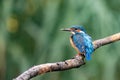 Beautiful blue Kingfisher bird, male Common Kingfisher, sitting on a branch, back profile. Nature green background Royalty Free Stock Photo