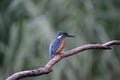 Beautiful blue Kingfisher bird, male Common Kingfisher, sitting on a branch, side profile Royalty Free Stock Photo