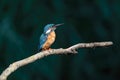Beautiful blue Kingfisher bird, male Common Kingfisher, sitting on a branch, side profile. Dark background Royalty Free Stock Photo