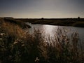 Beautiful  blue lake and flowers on the bank at sunset Royalty Free Stock Photo