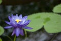 Beautiful Blue Lily Flower