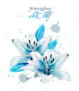 Beautiful blue lily flower Vector. Delicate floral decor. Paint splash