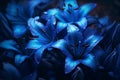 Beautiful blue lily flowers on dark background. Floral background