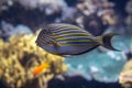 Beautiful Blue Lined Surgeonfish inside Aquarium Royalty Free Stock Photo