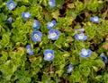 Beautiful blue little spring flowers