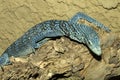 beautiful blue lizard, Blue Spotted Tree Monitor Varanus macraei Royalty Free Stock Photo
