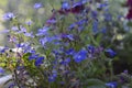 Beautiful blue lobelia flowers. Balcony gardening Royalty Free Stock Photo