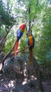Beautiful blue macaws on a tree