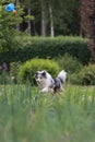 Beautiful blue merle shetland sheepdog fluffy dog running in garden with small blue watering can toy Royalty Free Stock Photo