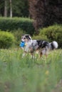 Beautiful blue merle shetland sheepdog fluffy dog running in garden with small blue watering can toy Royalty Free Stock Photo