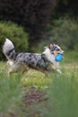 Beautiful blue merle shetland sheepdog fluffy dog running in garden with small blue watering can toy Royalty Free Stock Photo