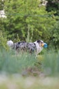 Beautiful blue merle shetland sheepdog fluffy dog running in garden with small blue watering can toy Royalty Free Stock Photo