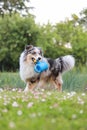 Beautiful blue merle shetland sheepdog fluffy dog running in garden with small blue watering can toy Royalty Free Stock Photo