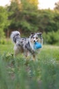 Beautiful blue merle shetland sheepdog fluffy dog running in garden with small blue watering can toy Royalty Free Stock Photo