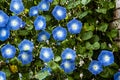 Vine full of Morning Glory flowers on fence