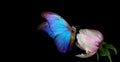 Beautiful blue morpho butterfly on a flower on a black background. copy spaces. white peony bud and butterfly Royalty Free Stock Photo