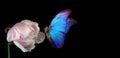 Beautiful blue morpho butterfly on a flower on a black background. copy spaces. white peony bud and butterfly Royalty Free Stock Photo