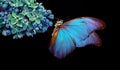 Beautiful blue morpho butterfly on a flower on a black background. lilac flower in dew drops isolated on black. lilac and butterfl