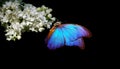 Beautiful blue morpho butterfly on a flower on a black background. lilac flower in dew drops isolated on black. white lilac and Royalty Free Stock Photo