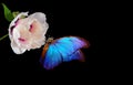 Beautiful blue morpho butterfly on a flower on a black background. copy spaces. pink peony flower and butterfly Royalty Free Stock Photo