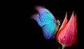 Beautiful blue morpho butterfly on a flower on a black background.Tulip flower in water drops isolated on black. Tulip bud and but Royalty Free Stock Photo