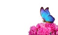 Beautiful blue morpho butterfly on a flower on a white background. copy spaces. pink peony bud and butterfly Royalty Free Stock Photo