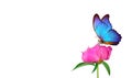 Beautiful blue morpho butterfly on a flower on a white background. copy spaces. pink peony bud and butterfly Royalty Free Stock Photo