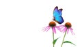 Beautiful blue morpho butterfly on a flower on a white background. copy spaces. Purple Coneflowers isolated on white Royalty Free Stock Photo