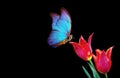 Beautiful blue morpho butterfly on a flowers on a black background.Tulip flowers in dew drops isolated on black. Tulip buds and bu Royalty Free Stock Photo