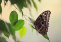 Beautiful Blue Morpho butterfly on green leaf Royalty Free Stock Photo