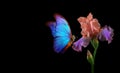 Beautiful blue morpho butterfly on iris flower in water drops isolated on black. copy spaces Royalty Free Stock Photo