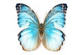 Beautiful Blue Morpho butterfly isolated on a white background with clipping path Royalty Free Stock Photo