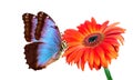 Beautiful blue morpho butterfly on orange gerbera flower on a white Royalty Free Stock Photo