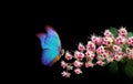 Beautiful blue morpho butterfly on a pink flower on a black background. butterfly and flowers. chestnut flower and butterfly. copy Royalty Free Stock Photo