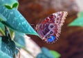 Beautiful blue morpho butterfly sitting on a leaf, underside exp