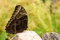 Beautiful Blue Morpho butterfly on stone Royalty Free Stock Photo