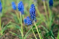 Beautiful blue Muscari botryoides flowers in a flowerbed